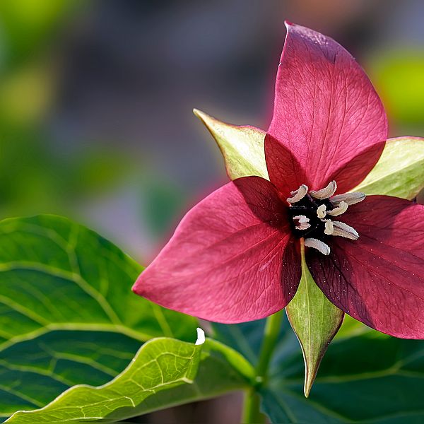 red trillium flower