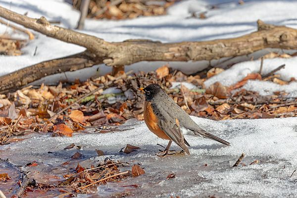 American robin (Turdus migratorius) , birds looking for food in the snow in the park.