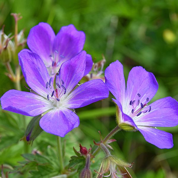 Close-up of a flowering blue/purple wild geranium (Geranium pratense) on blurred green background. Selective focus