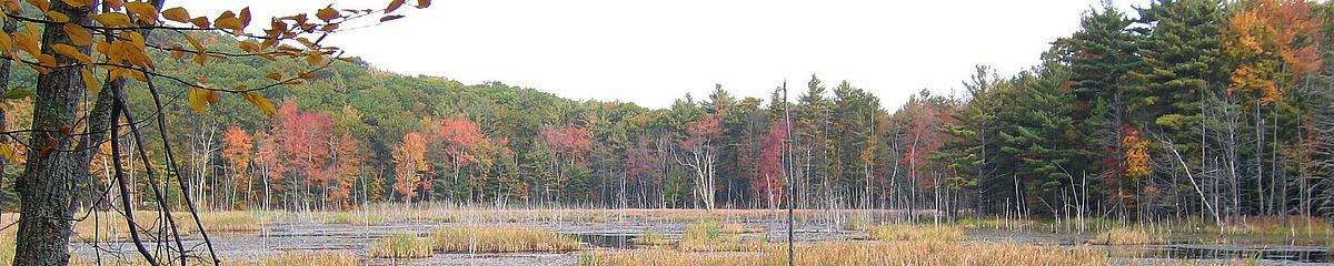 Marsh in the fall