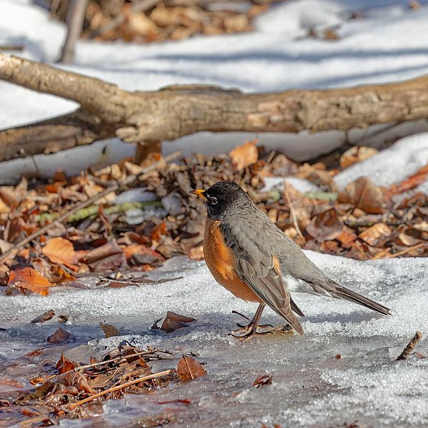 American robin (Turdus migratorius) , birds looking for food in the snow in the park.