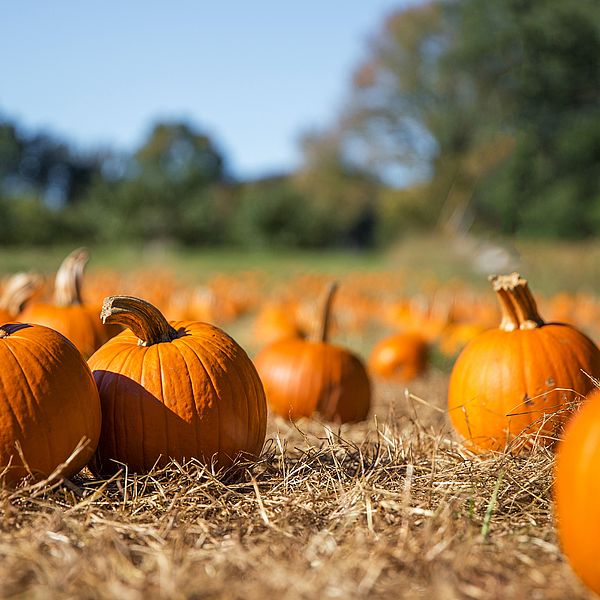 orange pumpkins at outdoor farmer market. pumpkin patch. Copy s