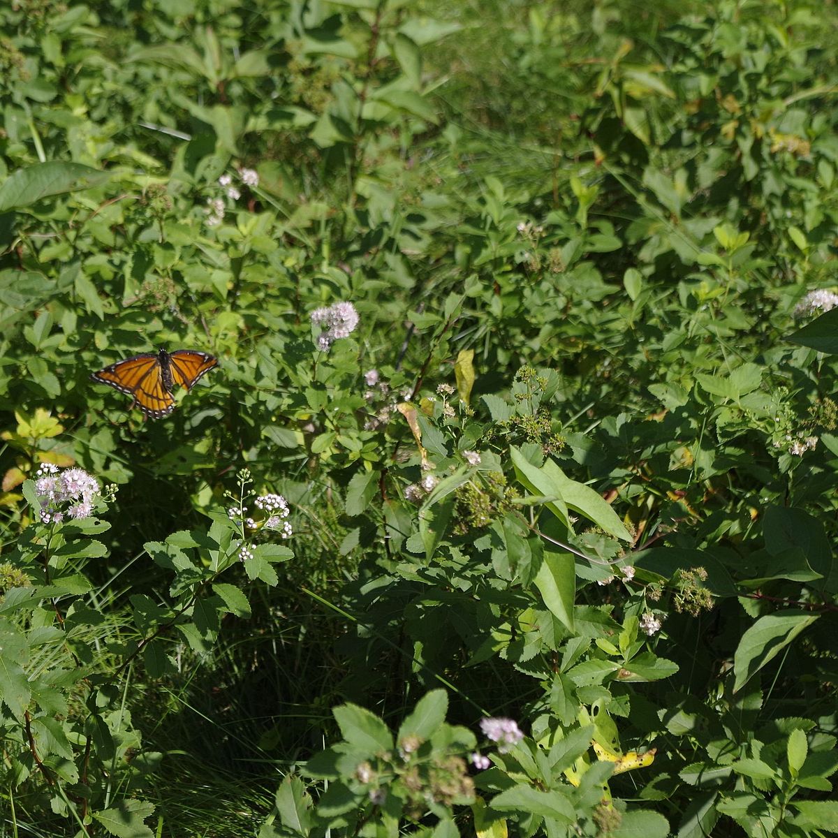 National Pollinators Month - Mount Grace