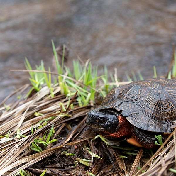 Wood turtle