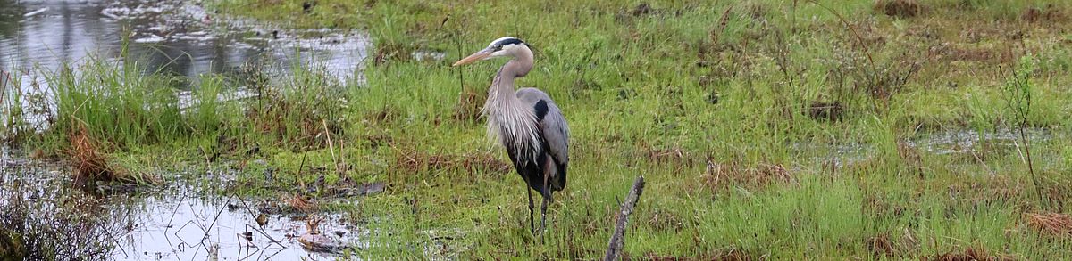 Great Blue Heron in a wetland