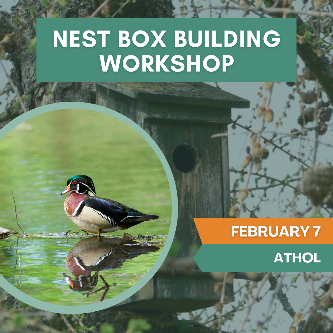 Nest Box Building Workshop: Wood Ducks & Kestrels