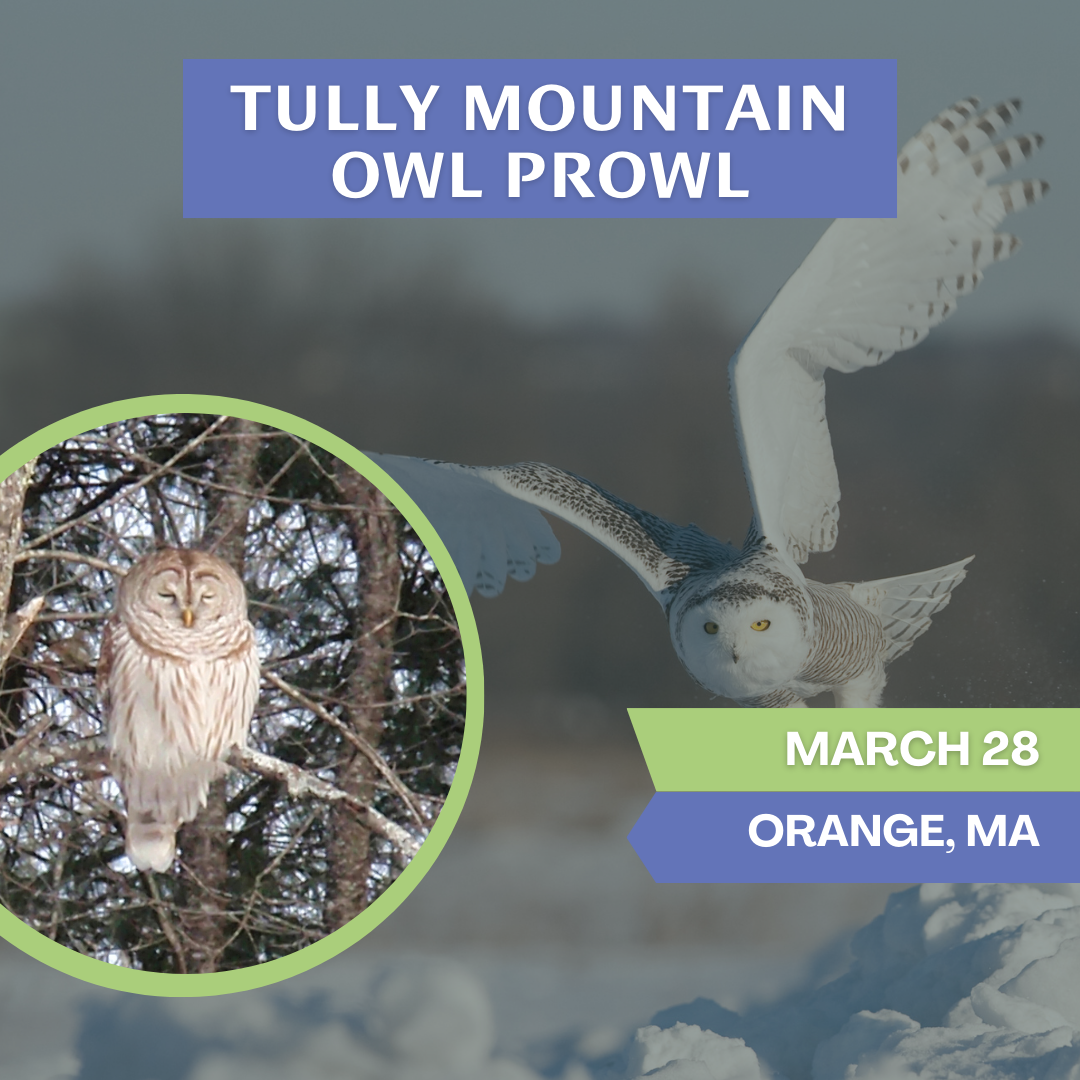 Tully Mountain Owl Prowl