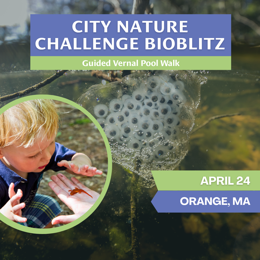 Vernal Pool Guided Walk