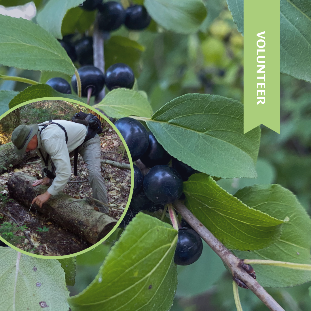 Maintenance Monday: Guiney Memorial Forest