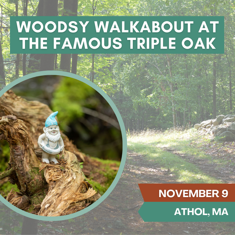 Woodsy Walkabout at the Famous Triple Oak Tree
